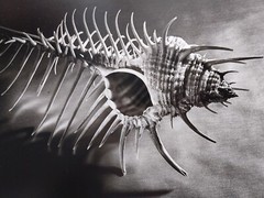 RUTH BERNHARD (1905–2006) – Venus Comb, 1943