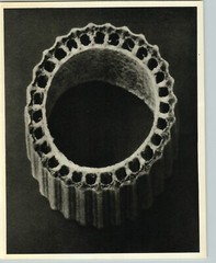 1942 Original BOTANICAL Equisetum Horsetail PLANT Photo Art KARL BLOSSFELDT
