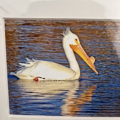 White Pelican Sea Bird Art Photography Matted 7×5 Inch Beach Decor Brauer