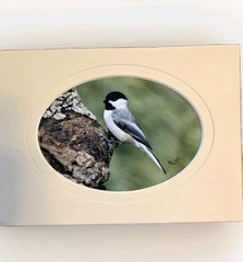 Chickadee Photograph Matted Bird In Tree Wildlife