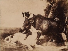 Boar Hunting Hunting Dogs Old Photograph Reproduction After Cesar Vallati 1899
