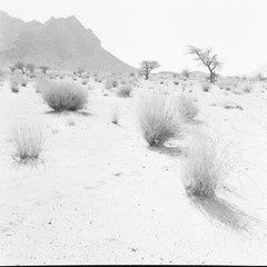 Photo On BARYTE Paper DESERT Algeria 1960 Size 40x40cm