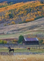 Autumn Forest Horse Barn-Landscape Photograph Nature Rural Wall Art Framed Print