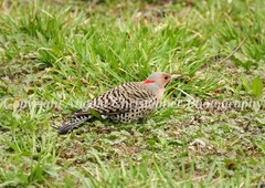 Original ACEO photo fine art print 2.5×3.5″ NORTHERN FLICKER IN GRASS woodpecker