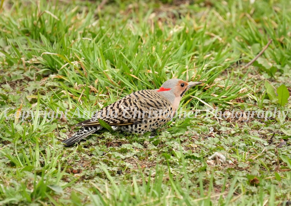 Original ACEO photo fine art print 2.5×3.5″ NORTHERN FLICKER IN GRASS woodpecker