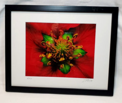 Inside the Flower Brilliant Red Photo Signed an Dated Matted an Framed 12″x15″