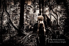 Original Male Nude KELLY WILLIAM WRIGHT Muscle Men JUNGLE WORK #7 – 9×13 Photo