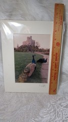 MATTED PHOTO OF PEACOCKS AT NORMAN KEEP CASTLE IN WALES SIGNED 4.75″ x 6.75″