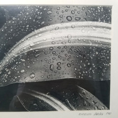 Vtg Black & White Corn Plant Photograph By Artist Matted Signed Dated And Framed