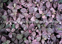 Original ACEO photo fine art print 2.5 x 3.5 in. PINK NERVE PLANT veined leaves