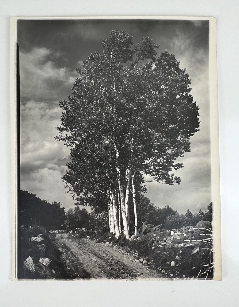 Vintage Large Black & White Photograph Photography Print White Birch Tree Nature