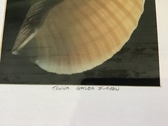 William Conklin Tonna Galea Seashell & X-Ray Photo Framed & Signed Lot 2