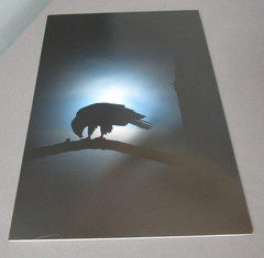 New Photograph of Eagle in Moon Light – Color – 16 1/2″ x 11 3/4″ – e6 em