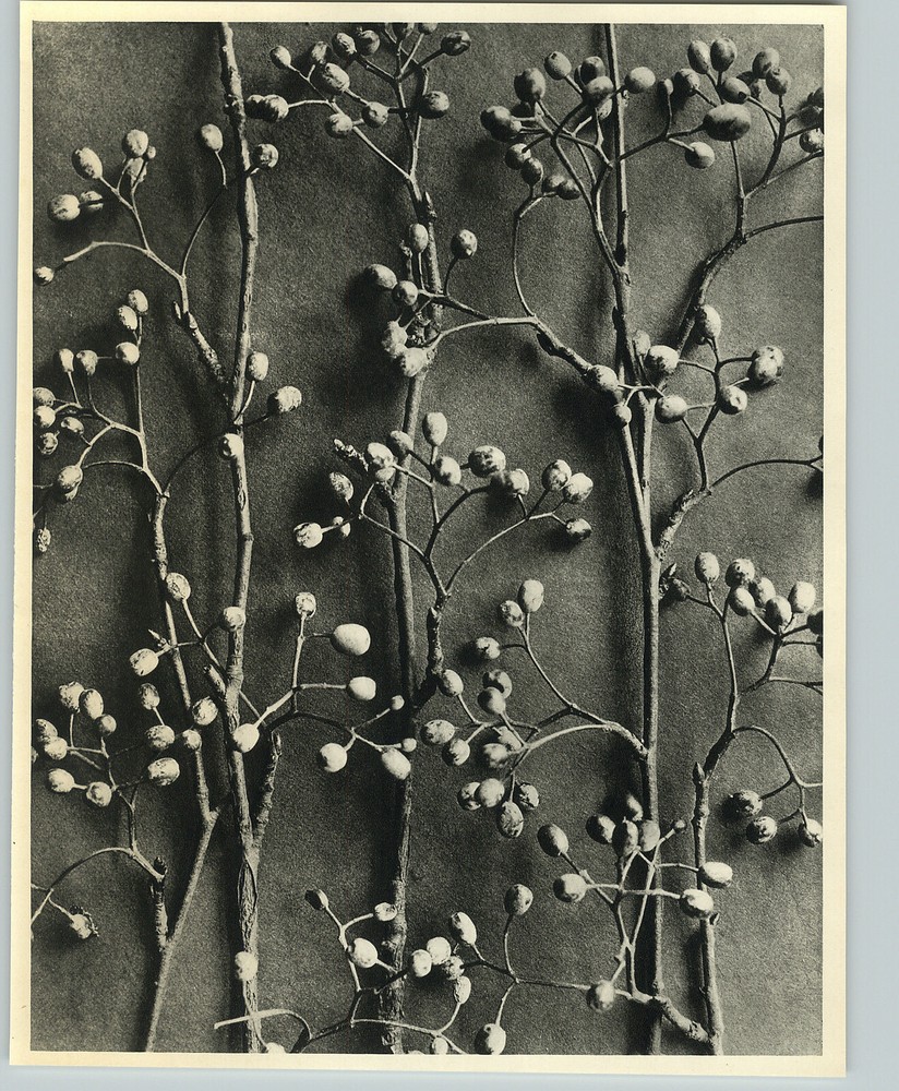 1942 Original BOTANICAL PLANT Pirus Alnifolia Flower Photo Art KARL BLOSSFELDT