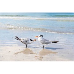Birds on the Beach Photo, Siesta Key Photography Wall Art Beach House, Wildlife