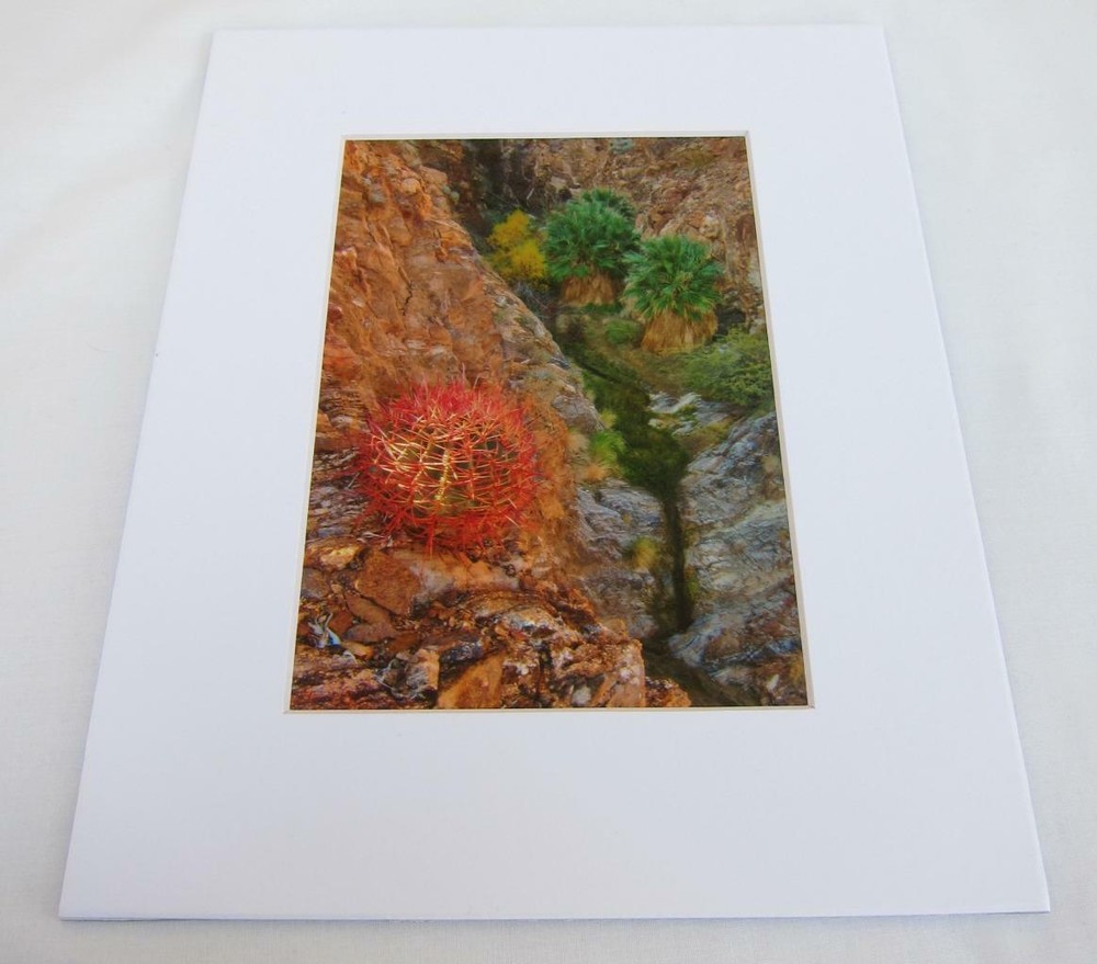 Desert Canyon Oasis Palm Springs CA 5×7 Photograph signed Brian Blackwelder #14