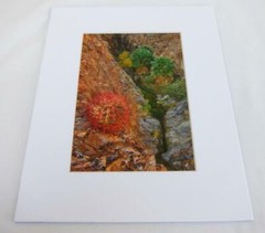 Desert Canyon Oasis Palm Springs CA 5×7 Photograph signed Brian Blackwelder #14