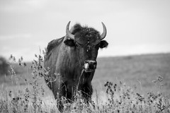 Buffalo Photography Print – Black and White Picture of Bison in Oklahoma