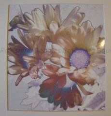 “Peace” Art Photograph White Daisies Original Photo Signed 2018 Hand Cut Mat
