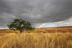 Badlands Photography Print | Lone Tree Picture | South Dakota Landscape Wall Art