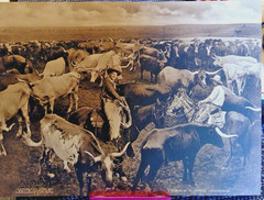 George B. Cornish – Western Photographer Vintage “TEXAS LONG HORNS ” PHOTO 1909
