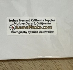 Joshua Tree And Poppies Palm Springs Ca 8×10 Photograph Brian Blackwelder Signed