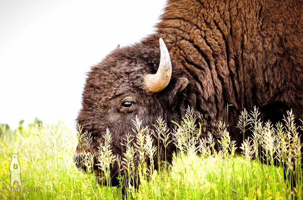 Buffalo Photography Prints – Great Plains Bison Wall Art – Midwest Decor