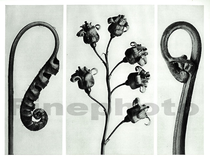 1929 Original Vintage KARL BLOSSFELDT Botanical Plant Flower Abstract Photo Art