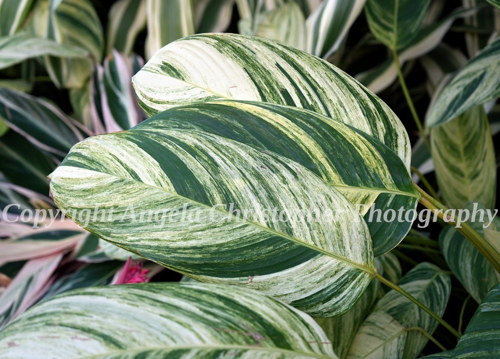 Original ACEO photo fine art print 2.5 x 3.5 inches LEAVES green plant striped
