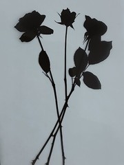 Medical Photography X-Ray Vintage Bouquet Of Roses Alain Pol Kodak