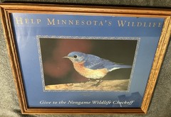Eastern Bluebird (Sialia sialis) Framed Photo for Helping Minnesota’s Wildlife