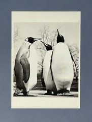Royal Penguins c. 1950 Fotofolio Art Print Card Photo By Ylla (1911-1955)