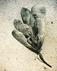 fine art photographs nature