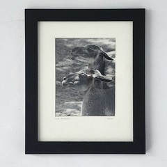 Art Photograph Two Llamas “Old Friends” Signed Rose Arizona Wildlife Photography