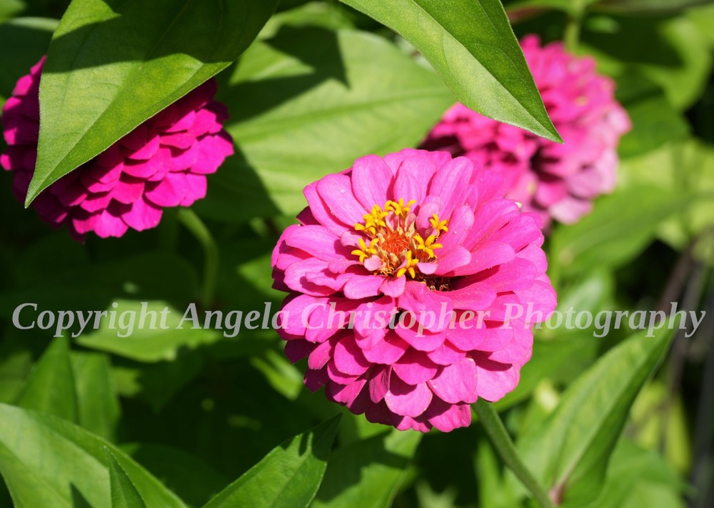 Original ACEO photo fine art print 2.5 x 3.5 inches MAGENTA ZINNIA flower pink