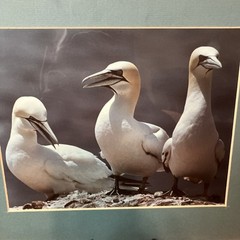 VTG 1982 Art Photography “Gannets Three” Sea Birds Matted Signed Beach Decor