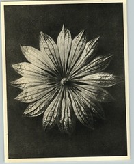 1942 Original BOTANICAL PLANT Great Masterwort Flower Photo Art KARL BLOSSFELDT