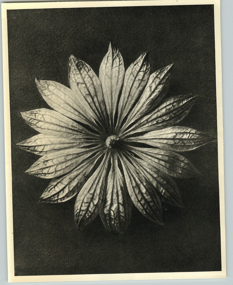 1942 Original BOTANICAL PLANT Great Masterwort Flower Photo Art KARL BLOSSFELDT