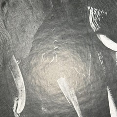Norman Myers African Elephants Wildlife Photograph 16×20 B&W Africa Safari