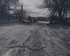 ” Snake! ” 1982 RAY BELCHER, Silver Gelatin Print , Santa Fe New Mexico
