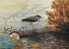 Sandpiper with Lily-Pads Bird Print Art DIGITAL DOWNLOAD Print – Home Wall Décor