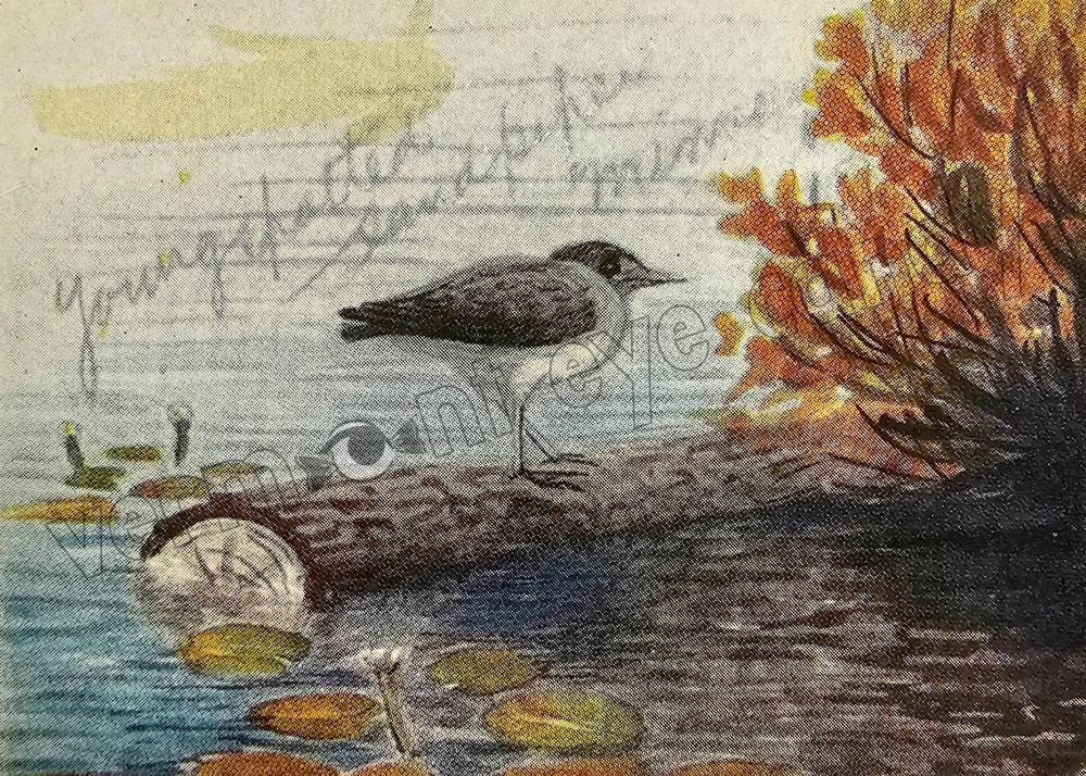 Sandpiper with Lily-Pads Bird Print Art DIGITAL DOWNLOAD Print – Home Wall Décor