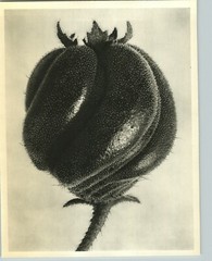 1942 Original BOTANICAL PLANT Loasaceae Flower Photo Art KARL BLOSSFELDT