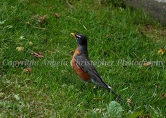 Original ACEO photo fine art print 2.5×3.5 in AMERICAN ROBIN II bird orange gray