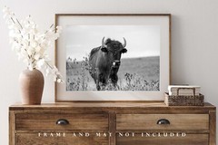 Buffalo Photography Print – Black and White Picture of Bison in Oklahoma