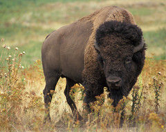 American bison buffalo 8″x10″ Photograph Print 8×10