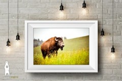 Buffalo Country Home Décor – Wildlife Fine Art Photography Prints