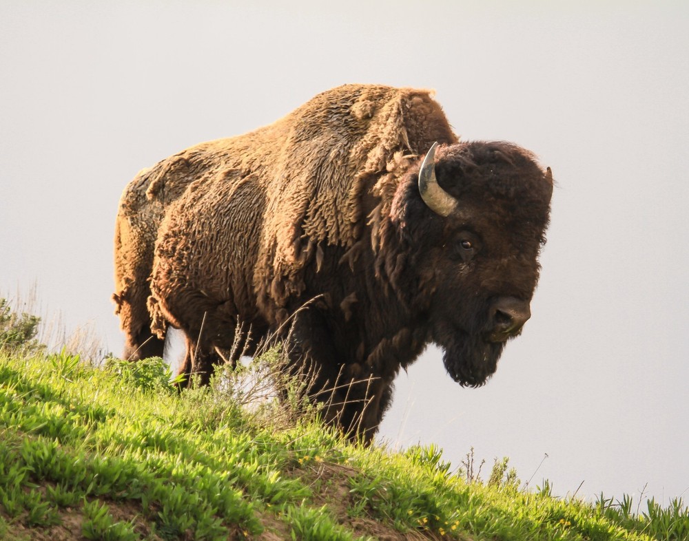 Bison Buffalo Yellowstone National Park Photograph 11×14 Print 11″x14″