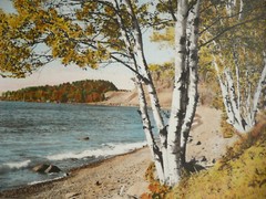 M.J. HUMPHREY, Grand Marais, MN MINNESOTA BIRCHES ON LAKE SUPERIOR HAND TINTED