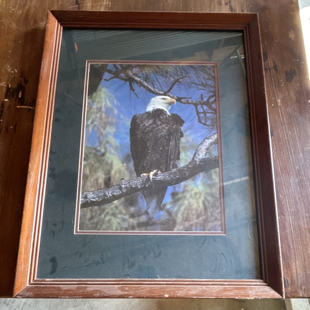 Framed Bald Eagle Wildlife Color Photograph Portrait on Paper and Wood